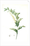Polygonatum multiflorum, Polygonatum multiflore; Eurasian Solomon's Seal by Pierre Joseph Redouté