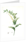 Polygonatum multiflorum, Polygonatum multiflore; Eurasian Solomon's Seal by Pierre Joseph Redouté