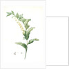 Polygonatum multiflorum, Polygonatum multiflore; Eurasian Solomon's Seal by Pierre Joseph Redouté