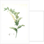 Polygonatum multiflorum, Polygonatum multiflore; Eurasian Solomon's Seal by Pierre Joseph Redouté