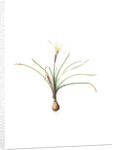 Amaryllis atamasco, Zephyronthes Atamasco; Amaryllis de Virginie, Atamasco lily by Pierre Joseph Redouté
