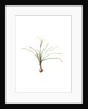 Amaryllis atamasco, Zephyronthes Atamasco; Amaryllis de Virginie, Atamasco lily by Pierre Joseph Redouté