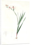 Gladiolus undulatus, Glaïeul à fleurs de Watsonie, Waved-flowered Gladiolus, Waved-flowered Corn-flag by Pierre Joseph Redouté