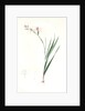 Gladiolus undulatus, Glaïeul à fleurs de Watsonie, Waved-flowered Gladiolus, Waved-flowered Corn-flag by Pierre Joseph Redouté
