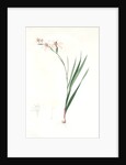 Gladiolus undulatus, Glaïeul à fleurs de Watsonie, Waved-flowered Gladiolus, Waved-flowered Corn-flag by Pierre Joseph Redouté