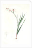Gladiolus undulatus, Glaïeul à fleurs de Watsonie, Waved-flowered Gladiolus, Waved-flowered Corn-flag by Pierre Joseph Redouté