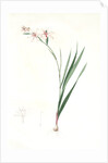 Gladiolus undulatus, Glaïeul à fleurs de Watsonie, Waved-flowered Gladiolus, Waved-flowered Corn-flag by Pierre Joseph Redouté