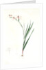 Gladiolus undulatus, Glaïeul à fleurs de Watsonie, Waved-flowered Gladiolus, Waved-flowered Corn-flag by Pierre Joseph Redouté