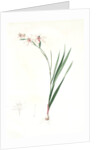 Gladiolus undulatus, Glaïeul à fleurs de Watsonie, Waved-flowered Gladiolus, Waved-flowered Corn-flag by Pierre Joseph Redouté