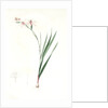 Gladiolus undulatus, Glaïeul à fleurs de Watsonie, Waved-flowered Gladiolus, Waved-flowered Corn-flag by Pierre Joseph Redouté