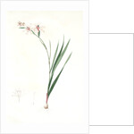 Gladiolus undulatus, Glaïeul à fleurs de Watsonie, Waved-flowered Gladiolus, Waved-flowered Corn-flag by Pierre Joseph Redouté