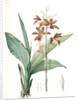 Limodorum tankerwillae, Phaius grandifolius; Limodore de Tankerwill, Swamp Lily; Nun Orchid; Swamp Orchid by Pierre Joseph Redouté