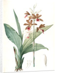 Limodorum tankerwillae, Phaius grandifolius; Limodore de Tankerwill, Swamp Lily; Nun Orchid; Swamp Orchid by Pierre Joseph Redouté
