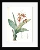 Limodorum tankerwillae, Phaius grandifolius; Limodore de Tankerwill, Swamp Lily; Nun Orchid; Swamp Orchid by Pierre Joseph Redouté