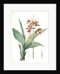 Limodorum tankerwillae, Phaius grandifolius; Limodore de Tankerwill, Swamp Lily; Nun Orchid; Swamp Orchid by Pierre Joseph Redouté