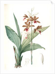 Limodorum tankerwillae, Phaius grandifolius; Limodore de Tankerwill, Swamp Lily; Nun Orchid; Swamp Orchid by Pierre Joseph Redouté