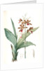 Limodorum tankerwillae, Phaius grandifolius; Limodore de Tankerwill, Swamp Lily; Nun Orchid; Swamp Orchid by Pierre Joseph Redouté