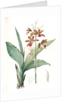 Limodorum tankerwillae, Phaius grandifolius; Limodore de Tankerwill, Swamp Lily; Nun Orchid; Swamp Orchid by Pierre Joseph Redouté