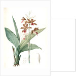Limodorum tankerwillae, Phaius grandifolius; Limodore de Tankerwill, Swamp Lily; Nun Orchid; Swamp Orchid by Pierre Joseph Redouté