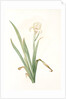 Iris virescens, Iris verdâtre by Pierre Joseph Redouté