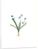 Scilla amoena, Scilla sibirica; Scille agréable; Siberian squill by Pierre Joseph Redouté