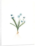 Scilla amoena, Scilla sibirica; Scille agréable; Siberian squill by Pierre Joseph Redouté