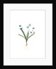 Scilla amoena, Scilla sibirica; Scille agréable; Siberian squill by Pierre Joseph Redouté