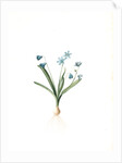 Scilla amoena, Scilla sibirica; Scille agréable; Siberian squill by Pierre Joseph Redouté