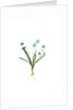 Scilla amoena, Scilla sibirica; Scille agréable; Siberian squill by Pierre Joseph Redouté