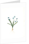 Scilla amoena, Scilla sibirica; Scille agréable; Siberian squill by Pierre Joseph Redouté