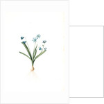 Scilla amoena, Scilla sibirica; Scille agréable; Siberian squill by Pierre Joseph Redouté