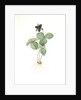 Trillium rhomboideum, Trillium erectum; Trillium rhomboidal, Upright Trillium by Pierre Joseph Redouté