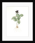 Trillium rhomboideum, Trillium erectum; Trillium rhomboidal, Upright Trillium by Pierre Joseph Redouté