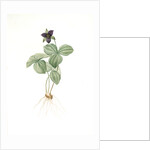 Trillium rhomboideum, Trillium erectum; Trillium rhomboidal, Upright Trillium by Pierre Joseph Redouté