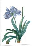 Agapanthus umbellatus, Agapanthus africanus; Lily-of-the Nile; Agapanthe en ombelle by Pierre Joseph Redouté