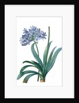 Agapanthus umbellatus, Agapanthus africanus; Lily-of-the Nile; Agapanthe en ombelle by Pierre Joseph Redouté