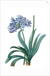 Agapanthus umbellatus, Agapanthus africanus; Lily-of-the Nile; Agapanthe en ombelle by Pierre Joseph Redouté