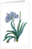 Agapanthus umbellatus, Agapanthus africanus; Lily-of-the Nile; Agapanthe en ombelle by Pierre Joseph Redouté