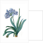 Agapanthus umbellatus, Agapanthus africanus; Lily-of-the Nile; Agapanthe en ombelle by Pierre Joseph Redouté