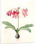 Amaryllis reticulata, Hippeastrum reticulatum; Amaryllis en réseau by Pierre Joseph Redouté