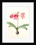 Amaryllis reticulata, Hippeastrum reticulatum; Amaryllis en réseau by Pierre Joseph Redouté