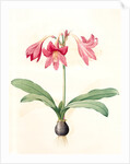 Amaryllis reticulata, Hippeastrum reticulatum; Amaryllis en réseau by Pierre Joseph Redouté