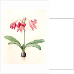 Amaryllis reticulata, Hippeastrum reticulatum; Amaryllis en réseau by Pierre Joseph Redouté