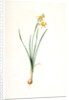 Narcissus calathinus, Narcissus triandrus; Narcisse à grande coupe, angel's tears; daffodil by Pierre Joseph Redouté