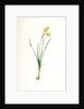 Narcissus calathinus, Narcissus triandrus; Narcisse à grande coupe, angel's tears; daffodil by Pierre Joseph Redouté