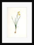Narcissus calathinus, Narcissus triandrus; Narcisse à grande coupe, angel's tears; daffodil by Pierre Joseph Redouté