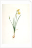 Narcissus calathinus, Narcissus triandrus; Narcisse à grande coupe, angel's tears; daffodil by Pierre Joseph Redouté