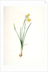 Narcissus calathinus, Narcissus triandrus; Narcisse à grande coupe, angel's tears; daffodil by Pierre Joseph Redouté