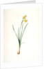 Narcissus calathinus, Narcissus triandrus; Narcisse à grande coupe, angel's tears; daffodil by Pierre Joseph Redouté