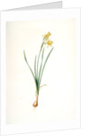 Narcissus calathinus, Narcissus triandrus; Narcisse à grande coupe, angel's tears; daffodil by Pierre Joseph Redouté